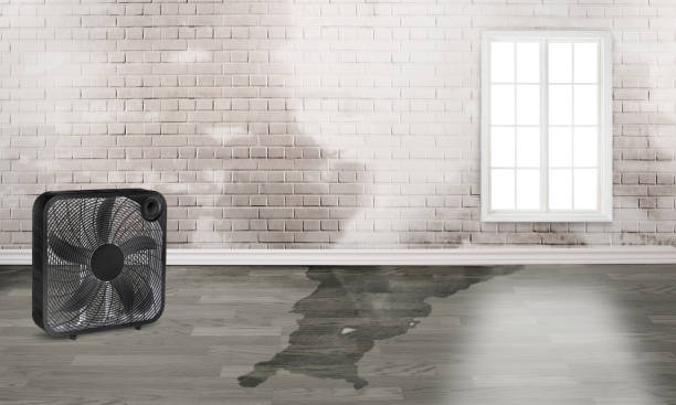 Best Flood damage cleanup  in Honolulu, HI